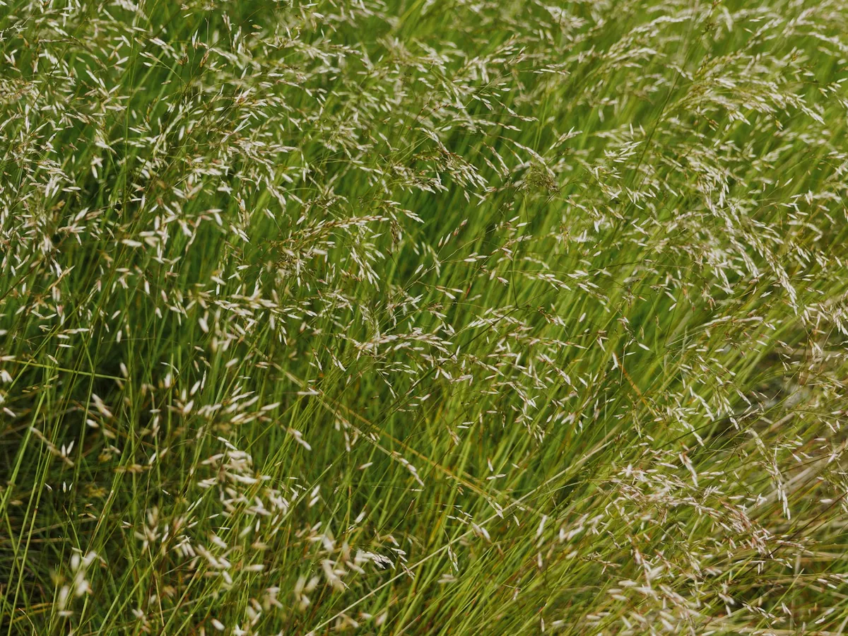GÜTTLER GreenMaster 60